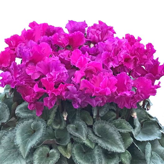 シクラメン　花色衣(はないろごろも) シリーズ 