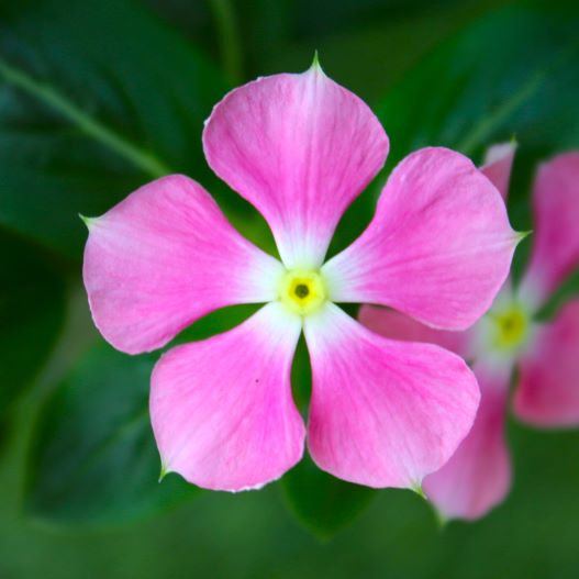 ビンカ　夏花火 