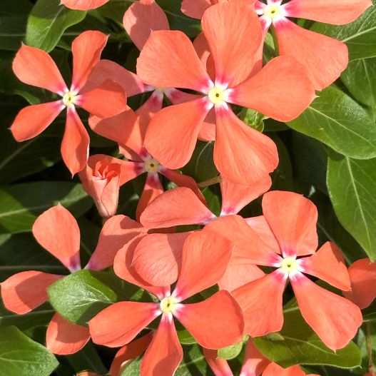 ビンカ　夏花火 