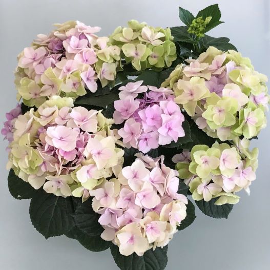 ハイドランジア　創作あじさい メルヴェイユ 