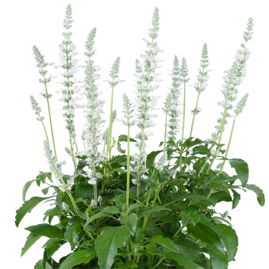 サルビア　サリーファン 