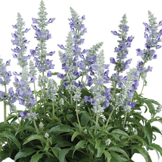 サルビア　サリーファン 