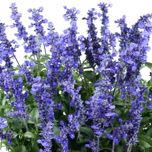 サルビア　サリーファン 