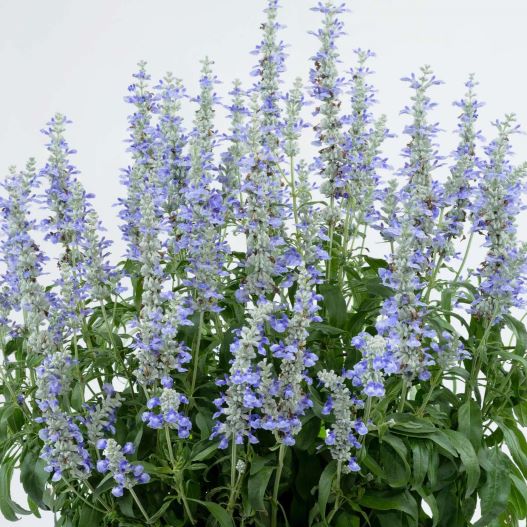 サルビア　サリーファン 