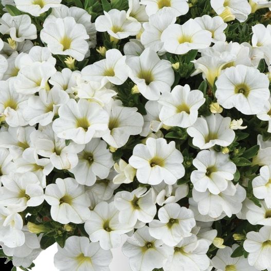 カリブラコア　コリブリ シリーズ 