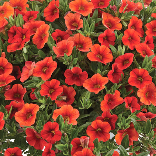 カリブラコア　コリブリ シリーズ 