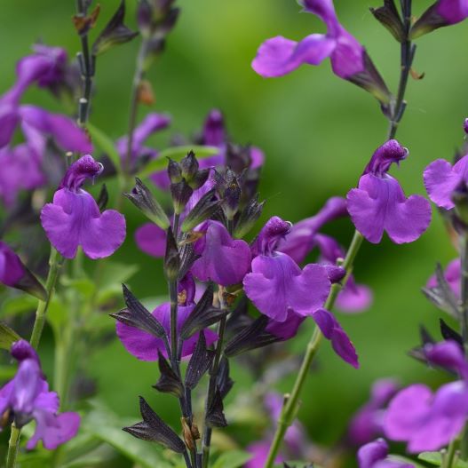 サルビア F1　ミラージュ 