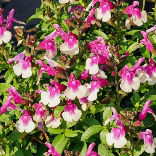 サルビア F1　ミラージュ 