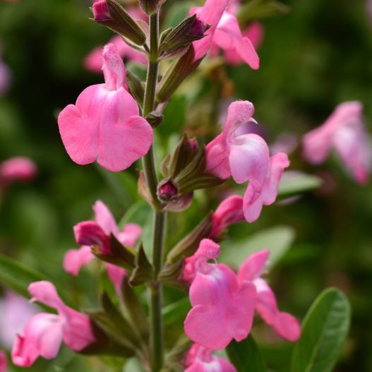 サルビア F1　ミラージュ 