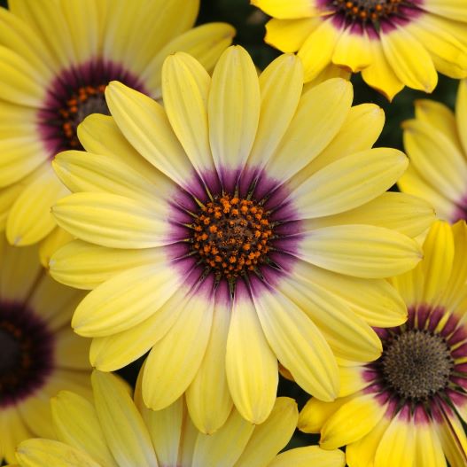 オステオスペルマム　ブルーアイビューティー・ピンクアイビューティー 