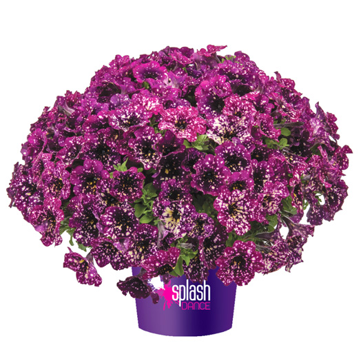 ペチュニア　スプラッシュダンス 