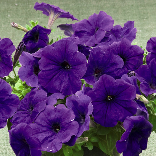 ペチュニア　ディーバ 