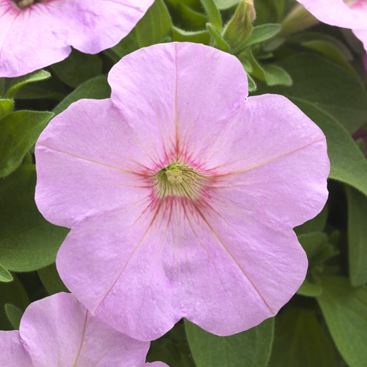 ペチュニア　ディーバ 