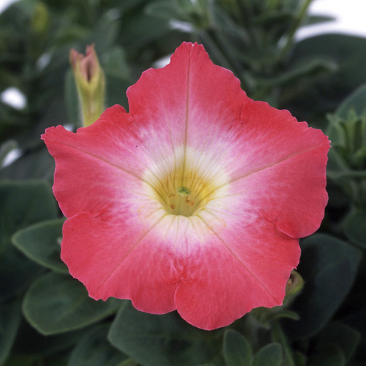 ペチュニア　バカラ シリーズ 