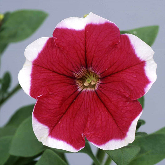 ペチュニア　バカラ シリーズ 