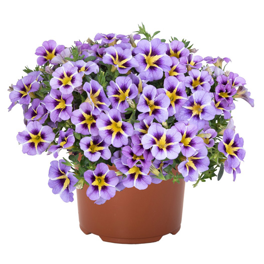 カリブラコア　ティックトック 