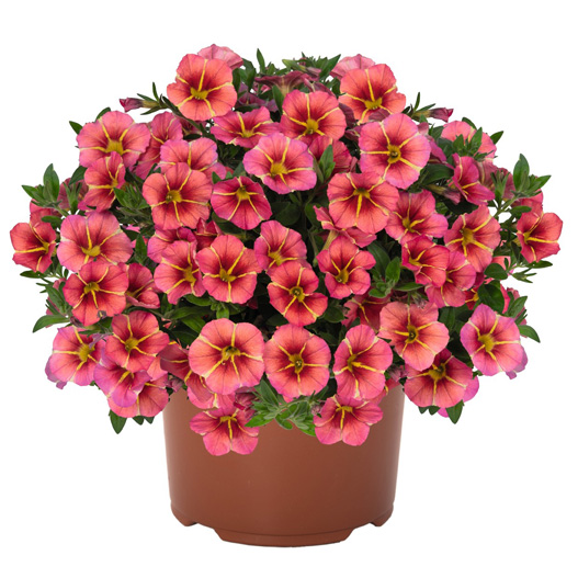 カリブラコア　ティックトック 