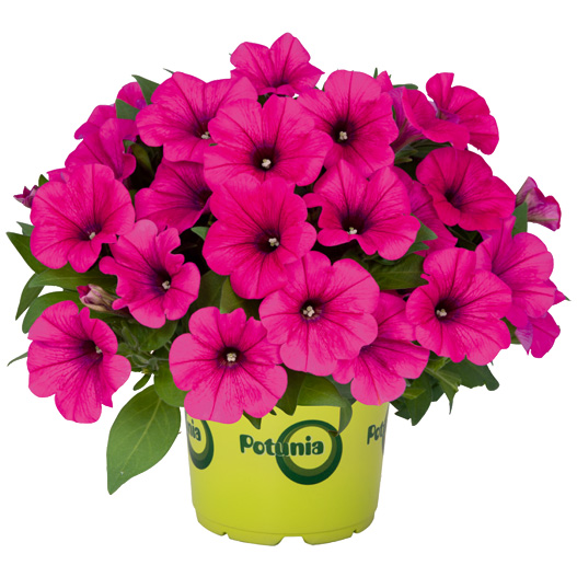 ペチュニア　ポッチュニア 