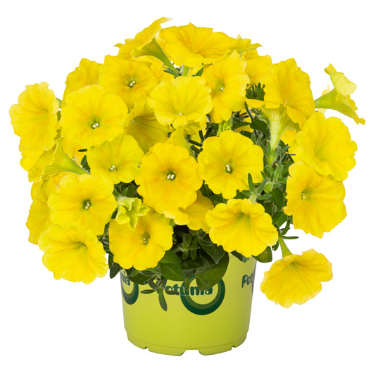 ペチュニア　ポッチュニア 