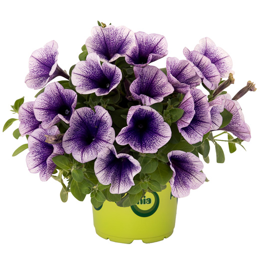 ペチュニア　ポッチュニア 