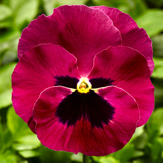 パンジー F1　デルタPRO(デルタプロ) シリーズ 