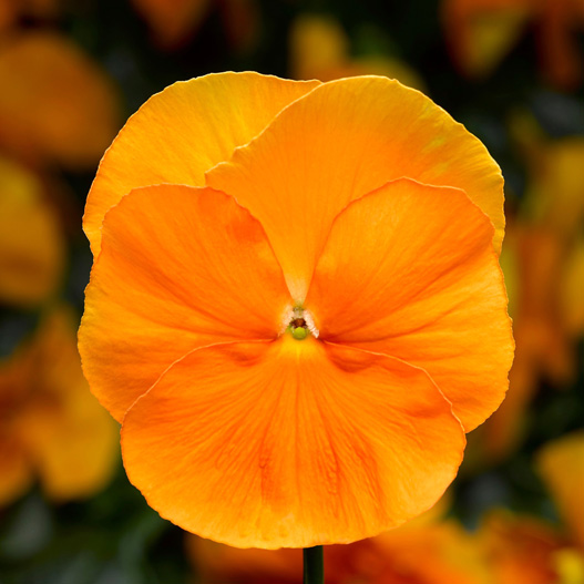 パンジー F1　デルタPRO(デルタプロ) シリーズ 