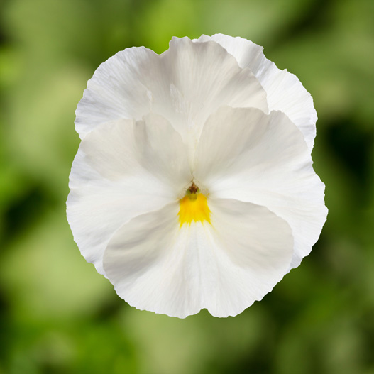 パンジー F1　デルタPRO(デルタプロ) シリーズ 