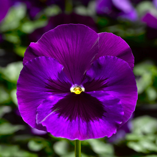 パンジー F1　デルタPRO(デルタプロ) シリーズ 