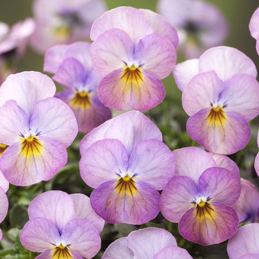 ビオラ F1 ビビ シリーズ｜WEBカタログ｜未来アグリス株式会社|未来