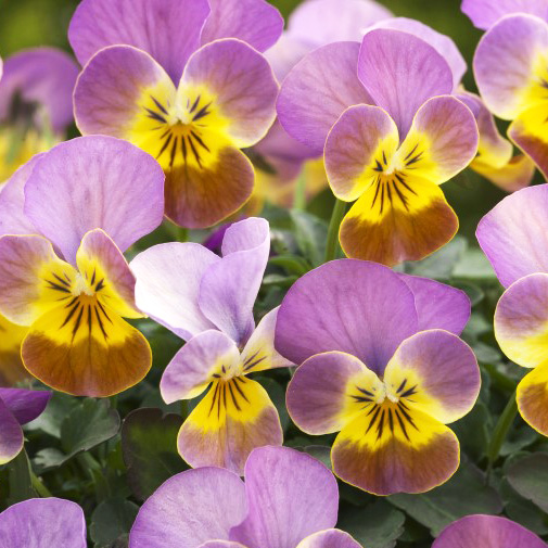 ビオラ F1　ビビ シリーズ 