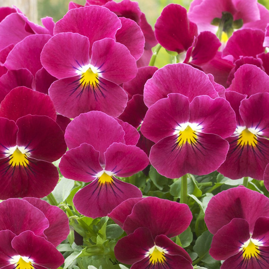 ビオラ F1 ビビ シリーズ｜WEBカタログ｜未来アグリス株式会社|未来