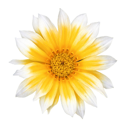 ガザニア F1　ザニー サニーサイドアップ 