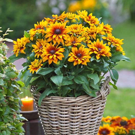 ルドベキア　サンベキア 