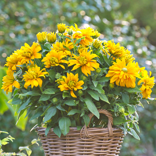 ルドベキア　サンベキア 