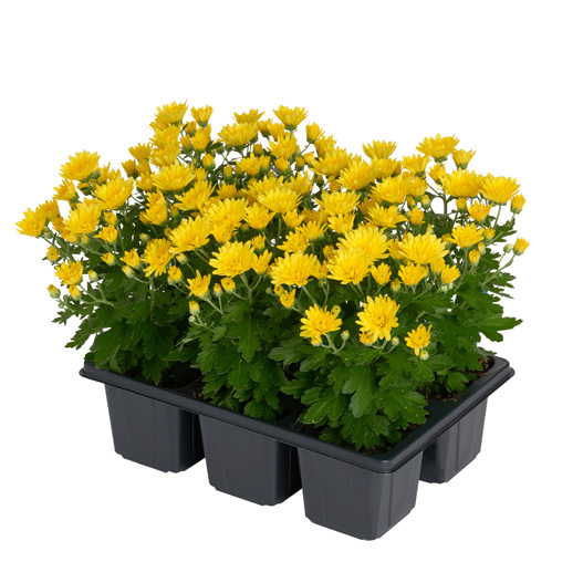 ガーデンマム　パックス シリーズ 