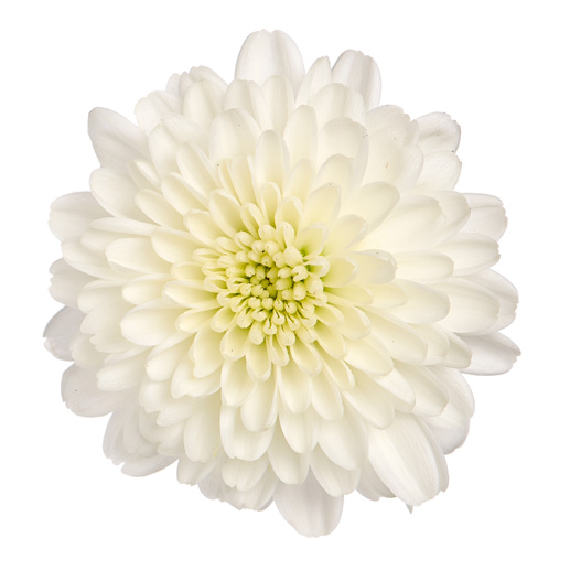 ガーデンマム　アレクシア シリーズ 