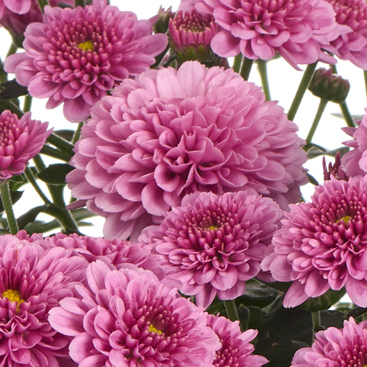 ガーデンマム　アレクシア シリーズ 