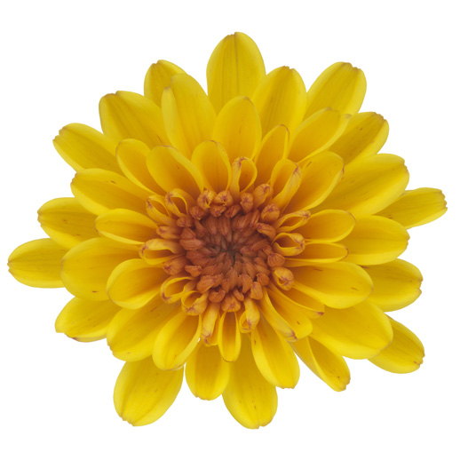 ポットマム　マウントオビスク シリーズ 