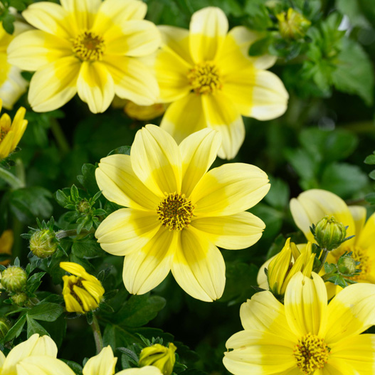 ビデンス　イエロースプラッシュimp. 