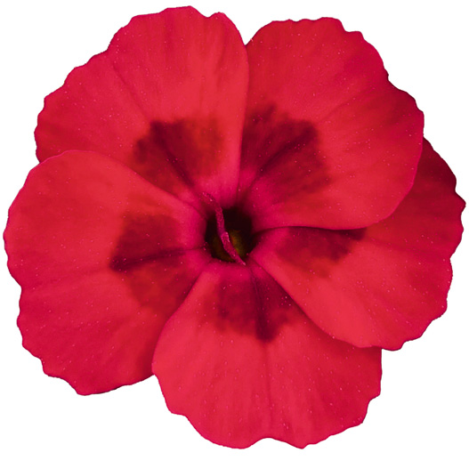 ダイアンサス　ディアンティカ 