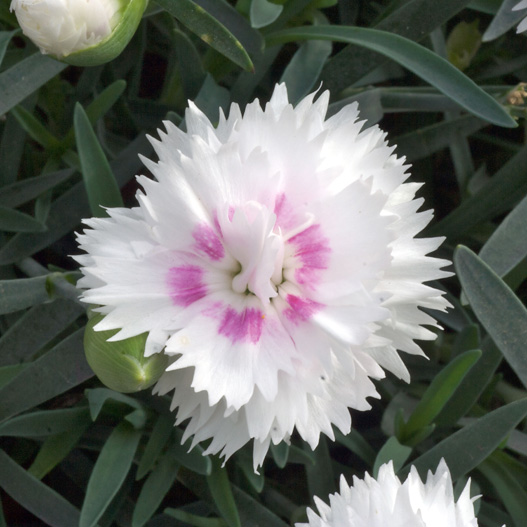 ダイアンサス　ディアンティカ 