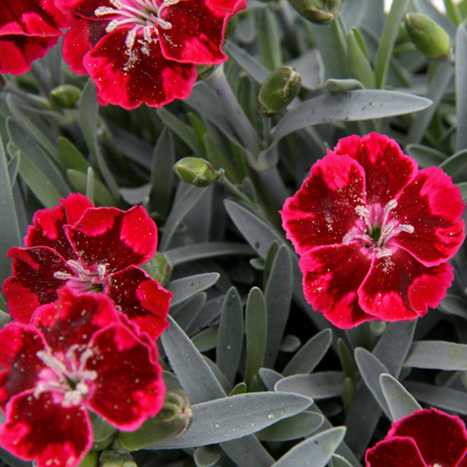 ダイアンサス　ディアンティカ 