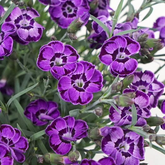 ダイアンサス　ディアンティカ 