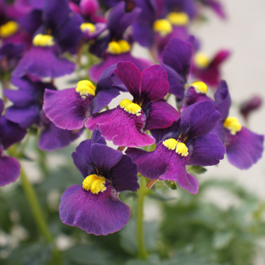 ネメシア　メロウ 