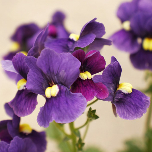 ネメシア　メロウ 