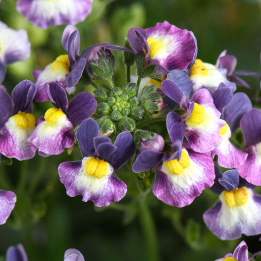 ネメシア　メノル 