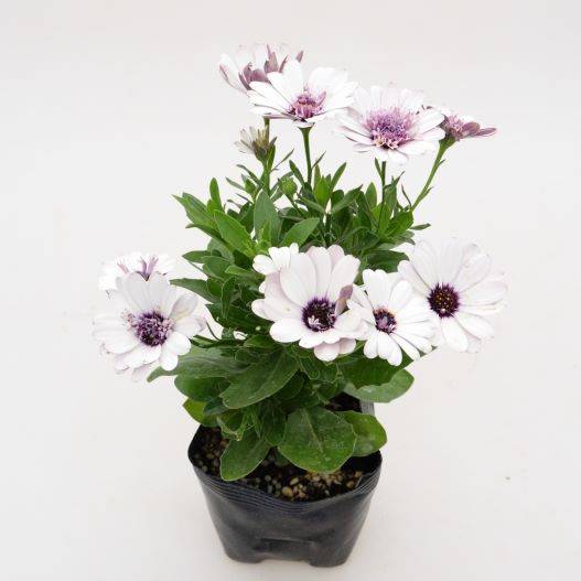 オステオスペルマム　マルガリータダブル 