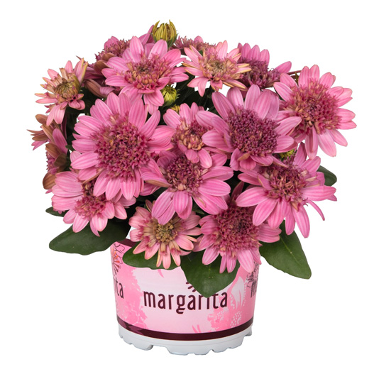 オステオスペルマム　マルガリータダブル 