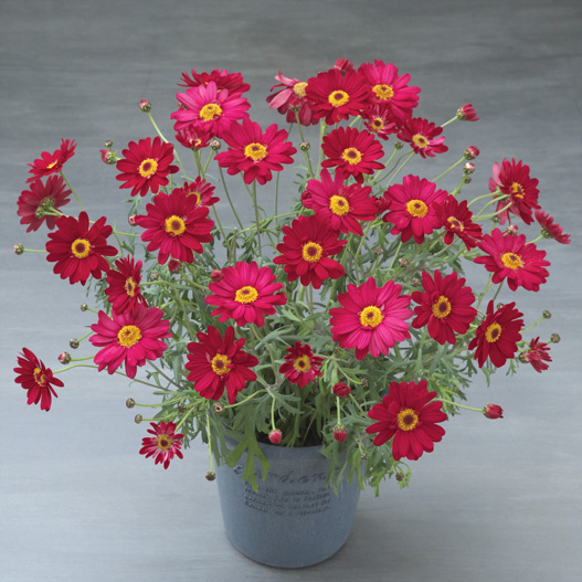 マーガレット　スマッシュ 