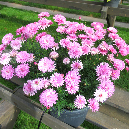 マーガレット　スマッシュ 